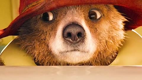 Paddington 🤣🤣🤣