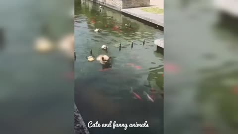 Cute and funny animals