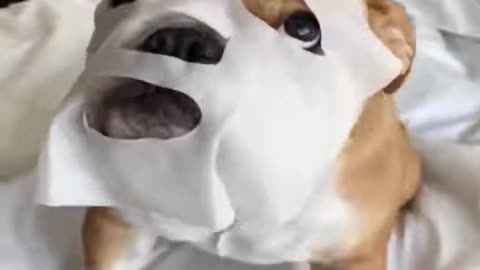 funny and cute animals
