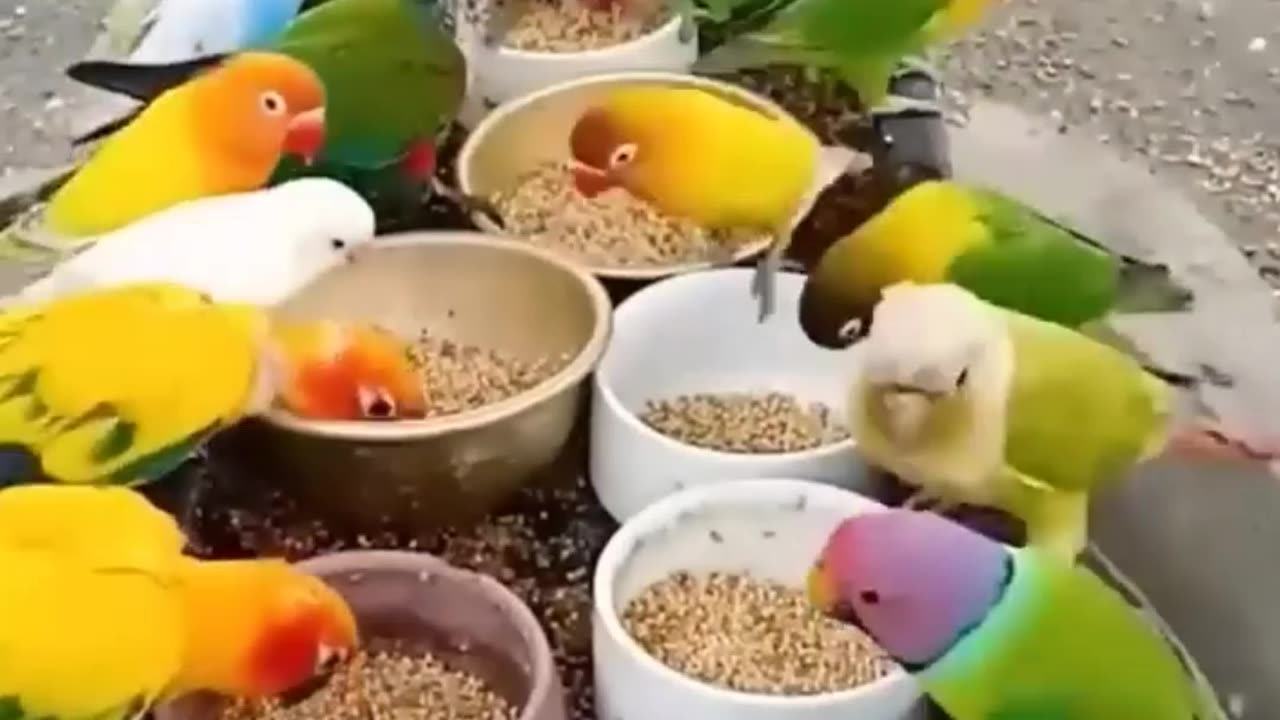 Beautiful birds eating