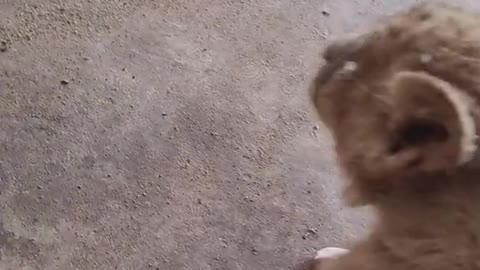 Little baby lion, he is afraid that the keeper will play with him. It's so cute!