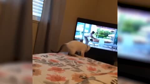 LAUGH non -stop with these funny cats funniest cats expression videos funny cats life