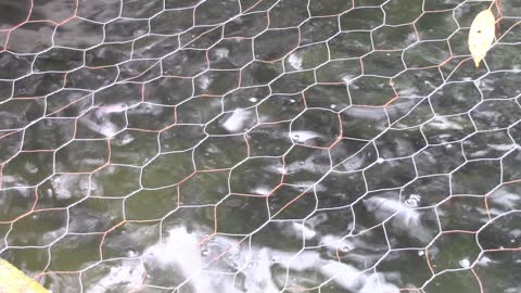 Rainbow Trout Fish Hatchery