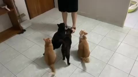 THE FOUR CATS. Feeding time.