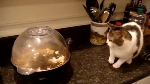 Cat Terrorized by Popcorn