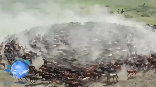 NUOVAMENTE IN MONGOLIA I CAVALLI GIRANO IN CERCHIO TONDO VELOCEMENTE