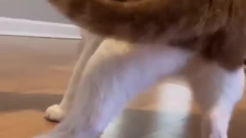 Unbelievable!!! Funny cat Videos Try Not To Laugh