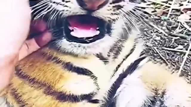 Mini Tiger Playing