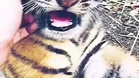 Mini Tiger Playing