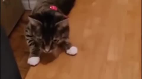 Funny Cat video Funny Animal 🤣🤣🤣