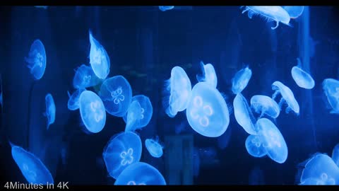 Of Gorgeously Vibrant Jellyfish