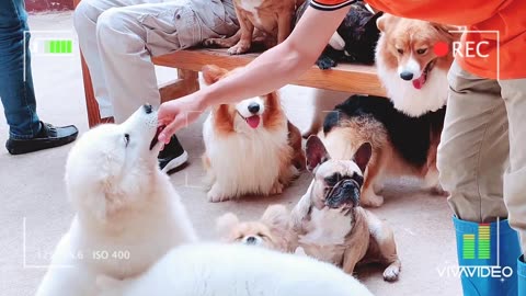 beautiful girl playing with cute dogs in da lat dog farm/viral dog puppy