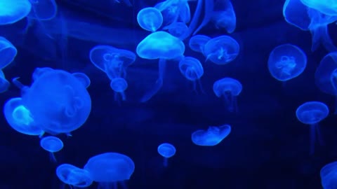 DEEP OCEAN - Drifting Jellyfish with Ambient and Calming Music for Relaxation-10