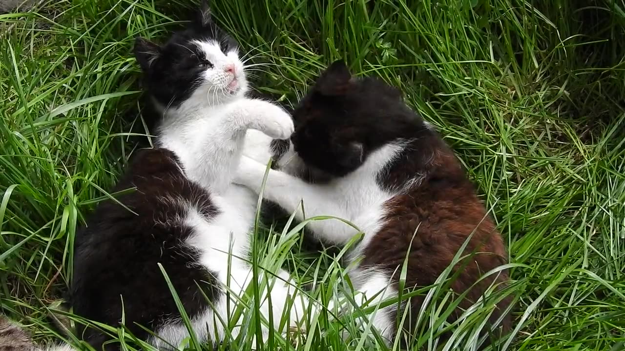 Black and White Cats Playfighting in the Grass