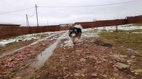 Watch this dog Playing Fetch A Ball In The Home Backyard