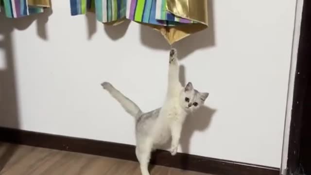 New Funny Videos 2023 😍 Cutest Cats and Dogs 🐱🐶