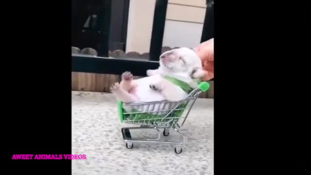 Funny cat video/ cutest dog/ amazing pet animal baby video compilations of 2022🐕🐶