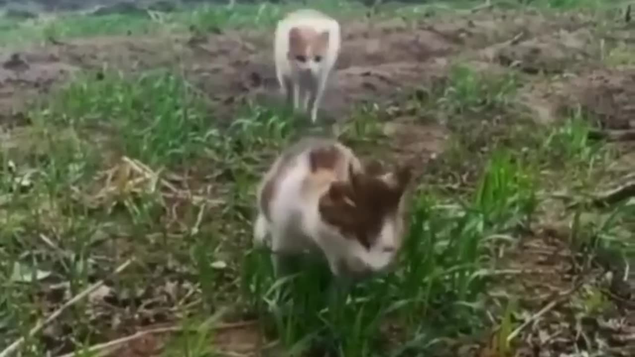 🐱 Funny cat videos - cute cats - Try not to laugh - Cat videos Compilation #shorts 🐈_29