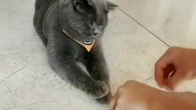 Funny cat videos😂😂🐱🐱🐱funny cat videos