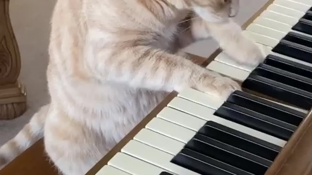 My Cute Cat Playing the piano