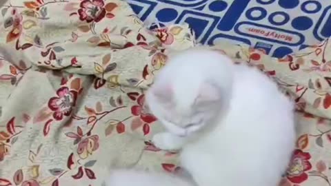 Cute and funny cat video.