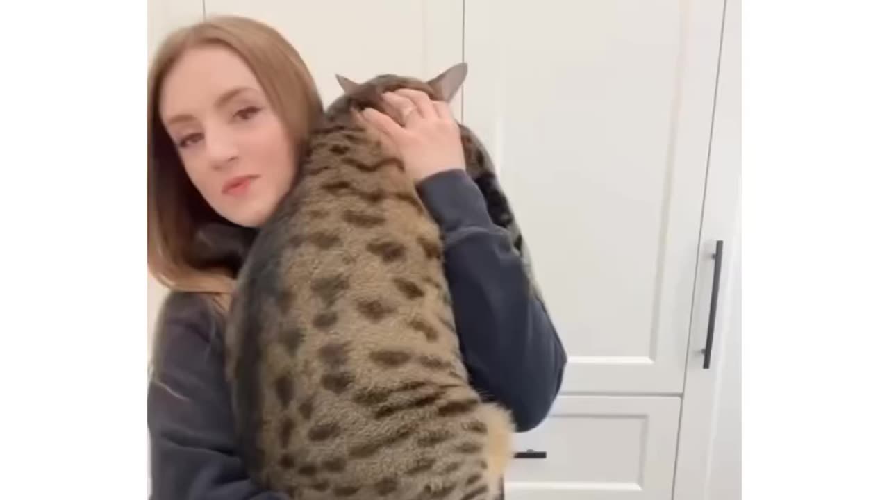 Big cat