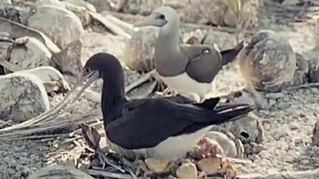 Crab amputates own limb_Cut