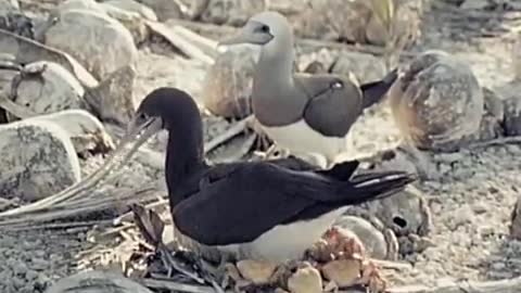 Crab amputates own limb_Cut