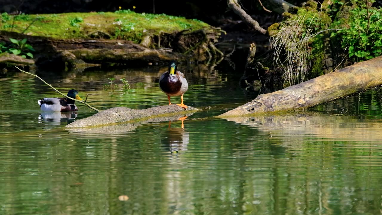 Duck are awesome 🙂