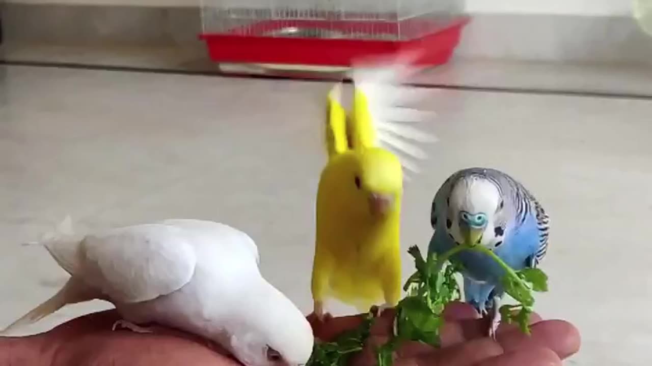 Beautiful Birds 🐦