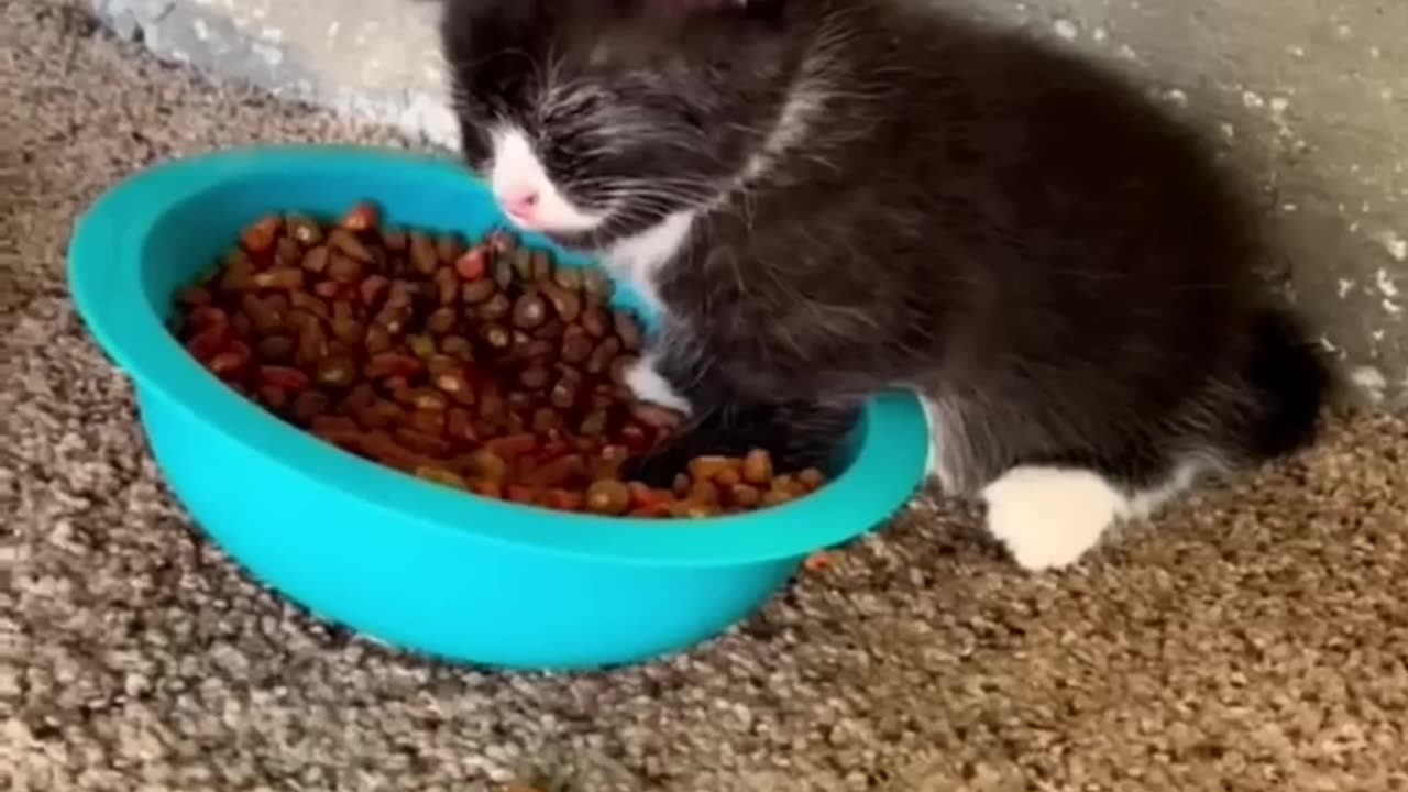 Funny-animals-2023-Funniest-Cats-and-Dog_21