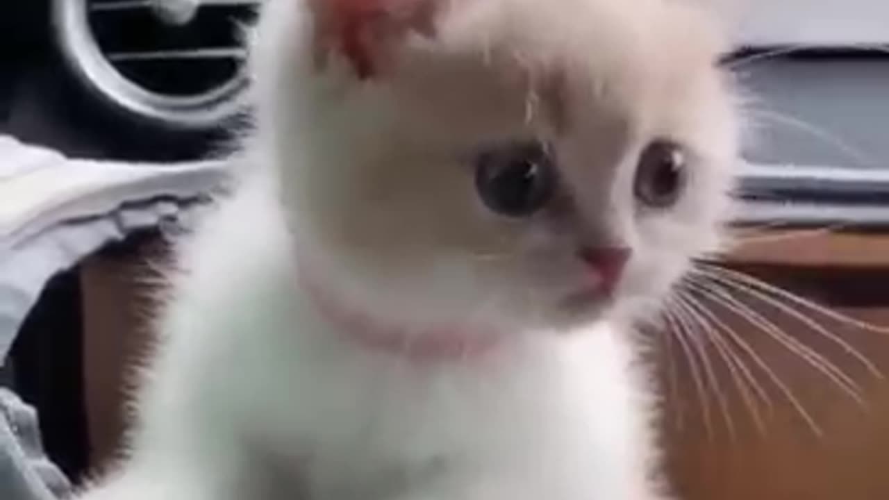 Top Funny Cute Kitten Random Viral Clips😂|| #shortsvideo #amazing #funnycat #reels #trending