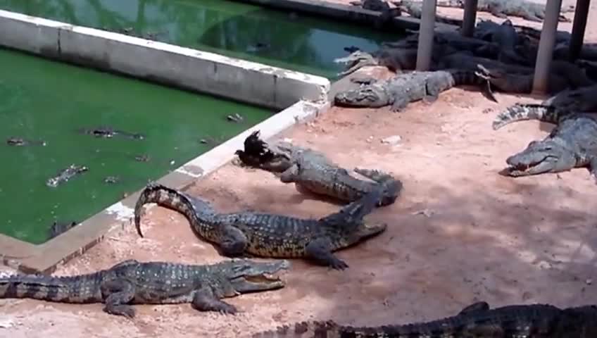 Crocodile ate chicken instant attack. Dinosaur clash