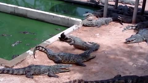 Crocodile ate chicken instant attack. Dinosaur clash