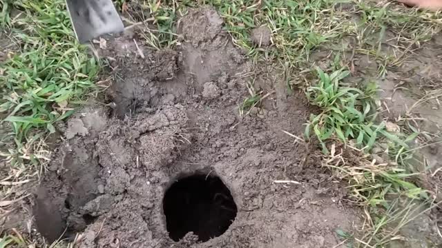 Brave Pit Bull Dog Confronts