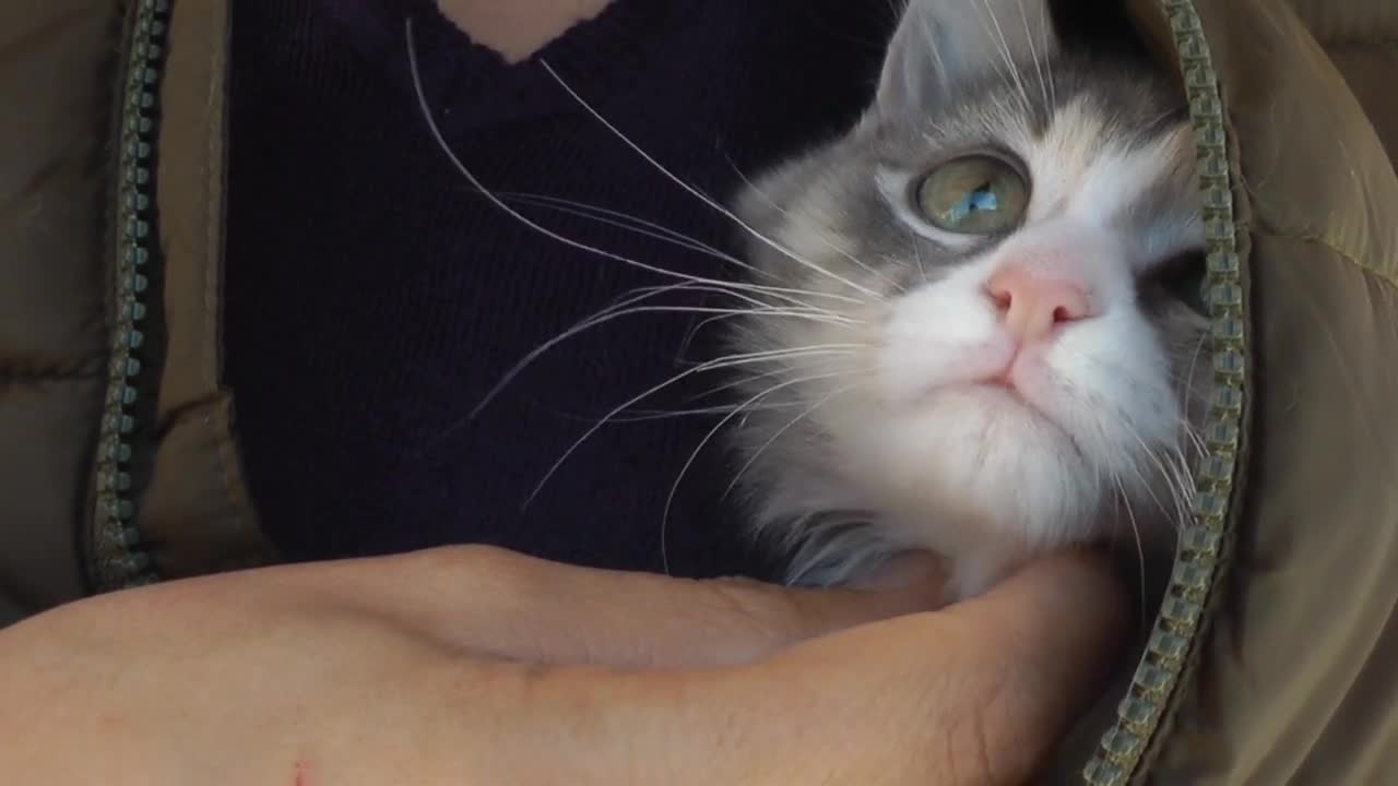 Cute kitten with woman hand