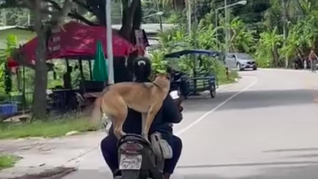 Riding a bike with my dog