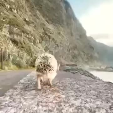 the hedgehog's journey