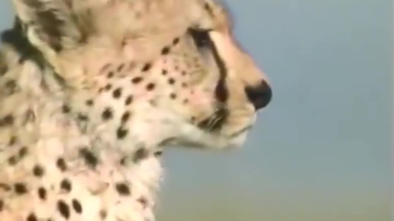 Cheetah Full Speed || Fastest Animal in the world #cheetah #shorts