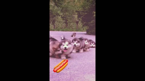 Funny Dogs running on the road