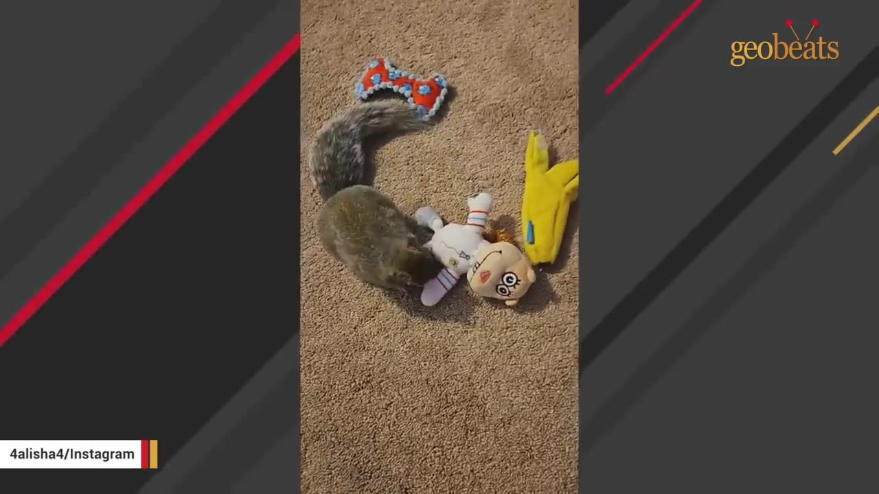 I fell in love with a disabled squirrel