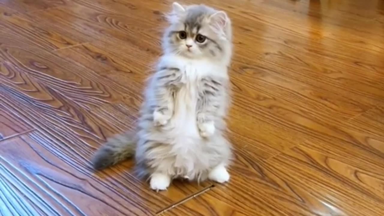 FUNNY CATS and DOGS 🐱🐶 New Funniest Cute Animals Videos