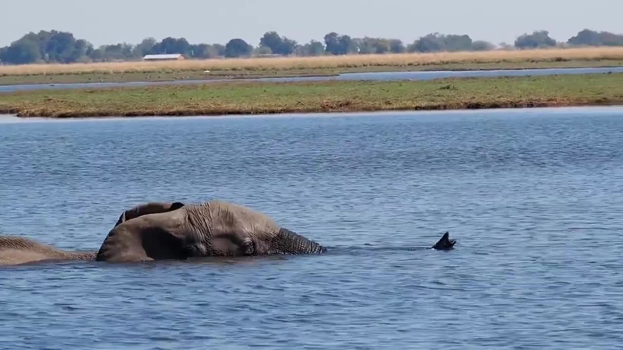 Who is having so much fun in the water