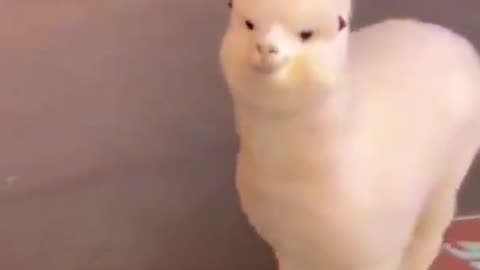 Fluffy alpaca running towards the camera