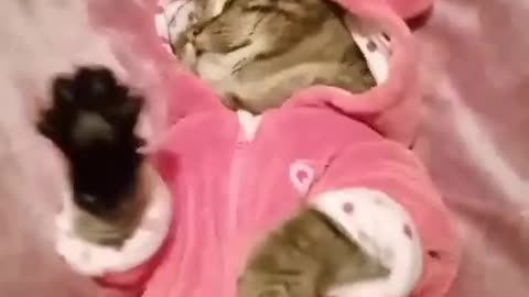 Kitty Air Biscuits