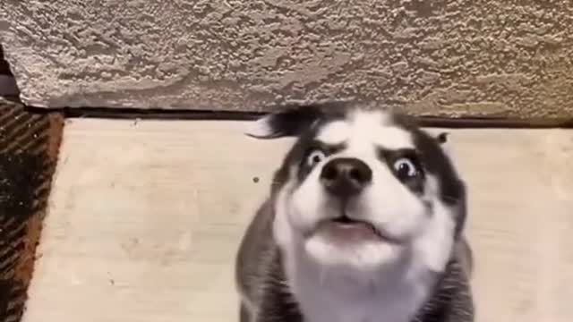 Unbelievable dog