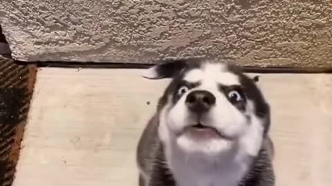Unbelievable dog