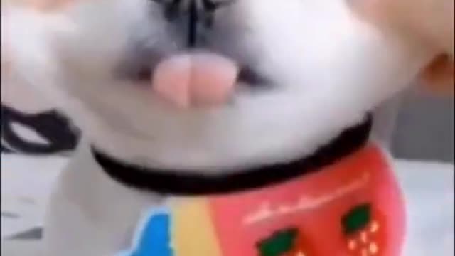 Pet dog funny video