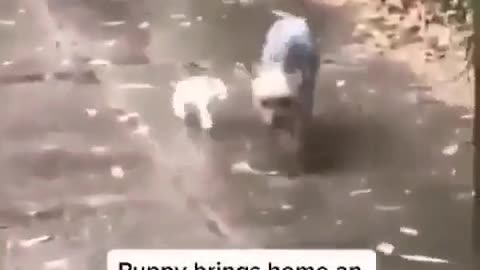 He brings a lost kitten to his house.This is too precious 😍🥰