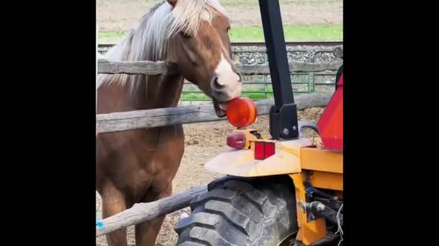 Funny and Cute Horse Videos That Will Change Your Mood For Good